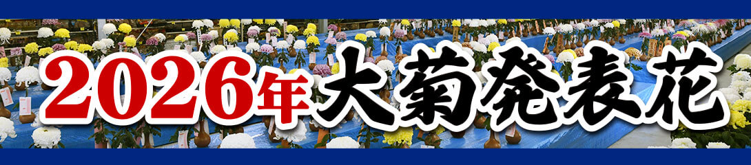 大菊 2026発表花