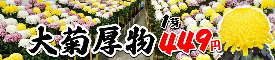 大菊 厚物
