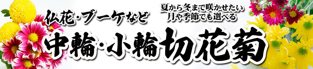 小菊