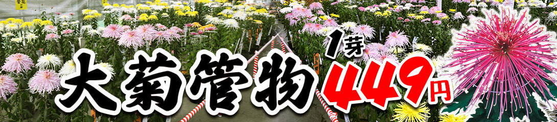 大菊 管物