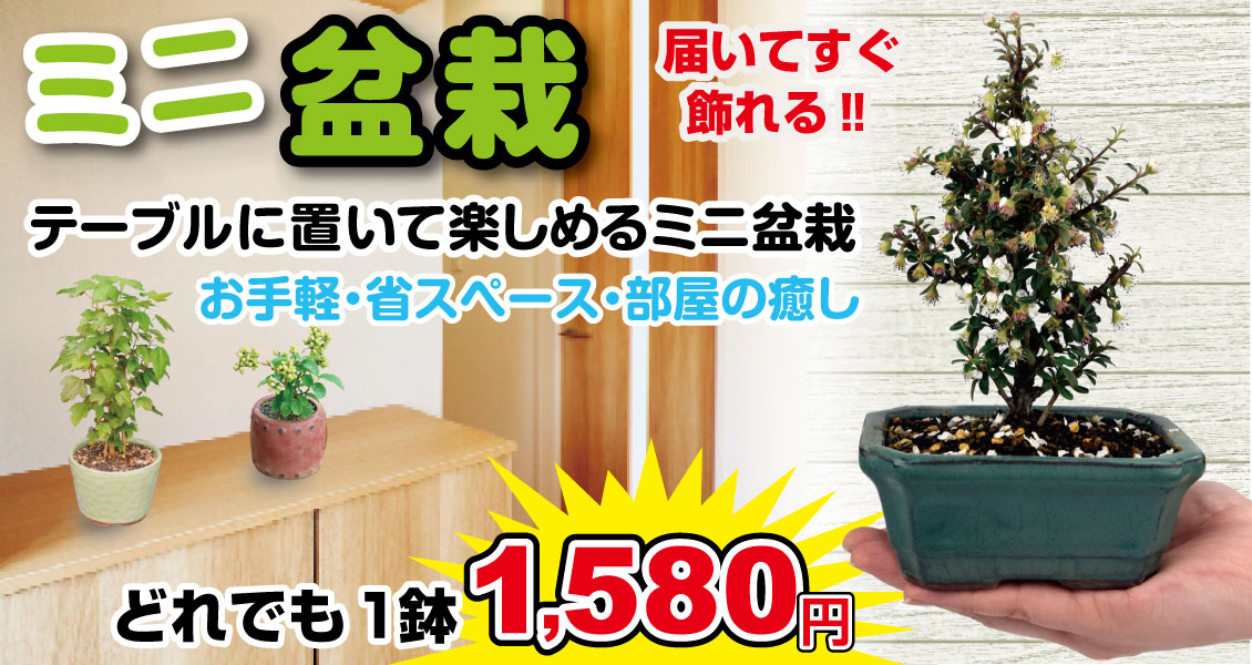 国華園オンラインショップ / ミニ盆栽