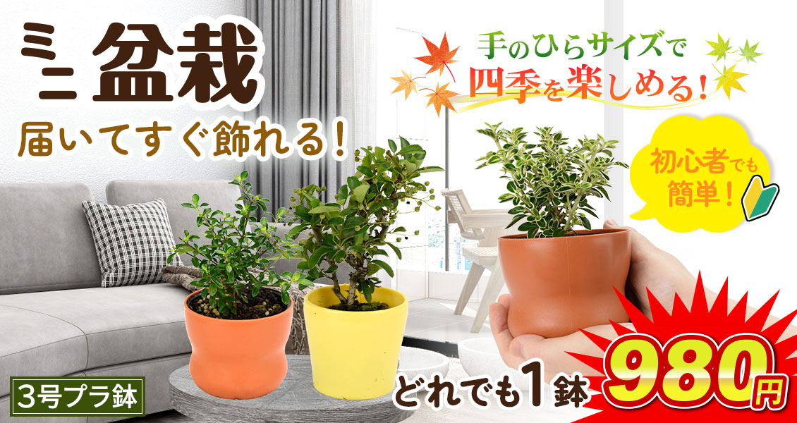 ミニ盆栽プラ鉢