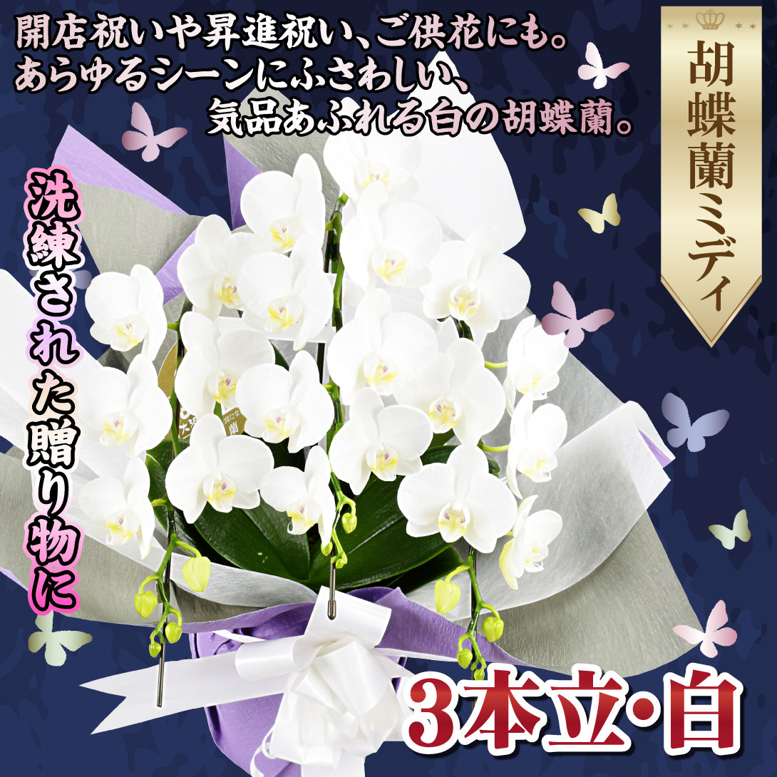 胡蝶蘭ミディ白3F