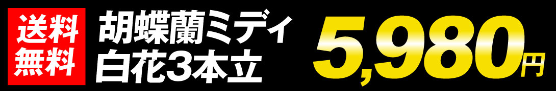 胡蝶蘭白3F 値段5980円