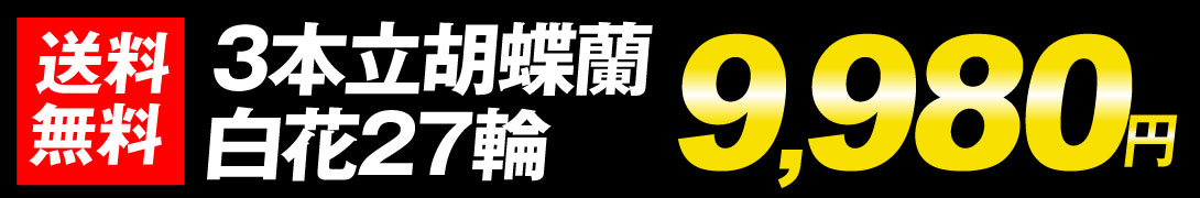 胡蝶蘭白3F27輪 値段9980円
