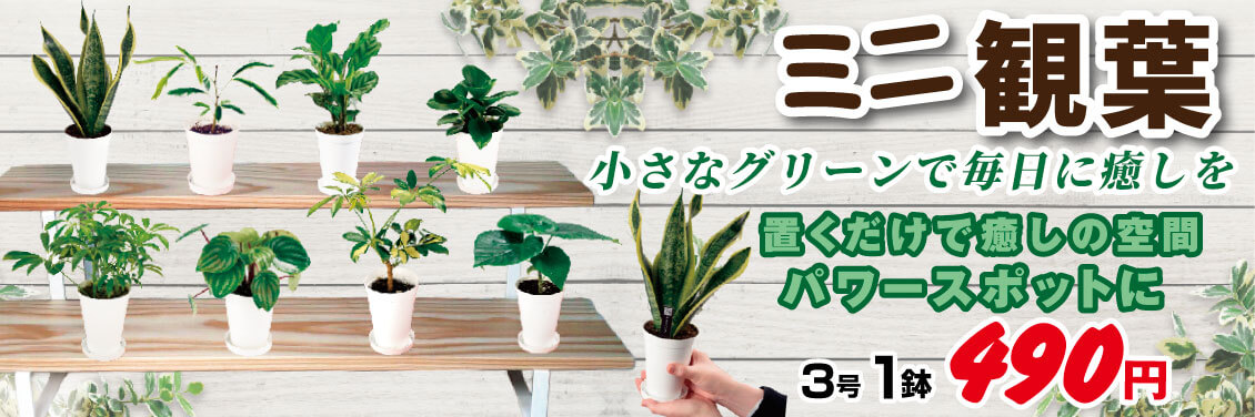 ミニ観葉バナー