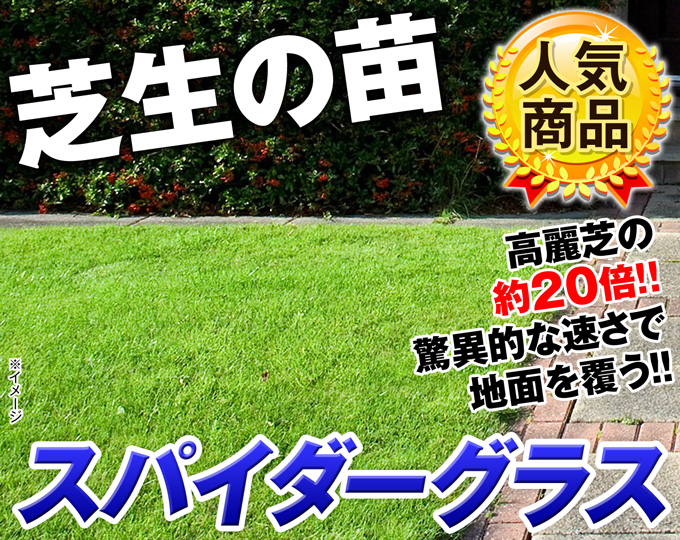 芝生 スパイダーグラス