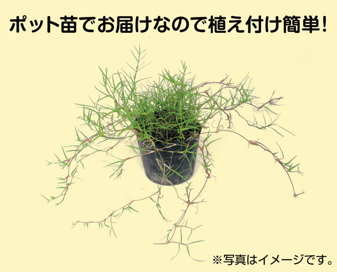 芝生 スパイダーグラス