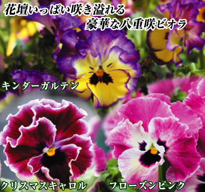 ビオラ アールヌーボ