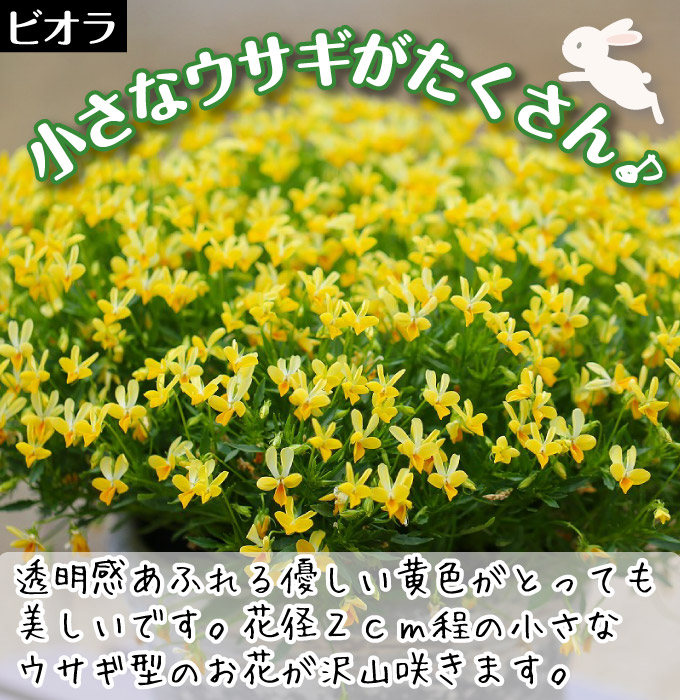 ビオラ クリスタルイエローラビット