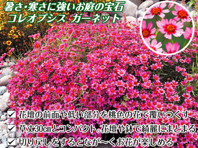 花苗 コレオプシス ガーネット
