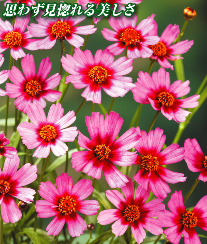 花苗 コレオプシス ガーネット