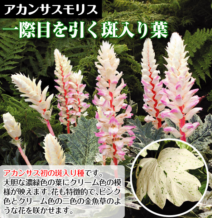 花苗 アカンサスモリス タスマニアンエンジェル