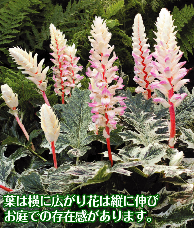 花苗 アカンサスモリス タスマニアンエンジェル