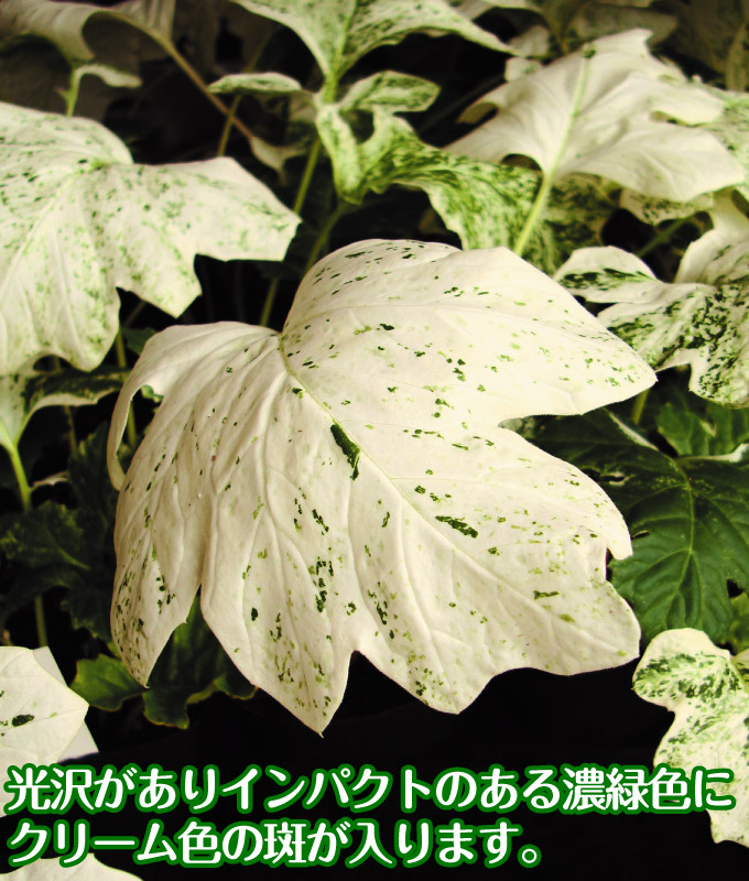 花苗 アカンサスモリス タスマニアンエンジェル