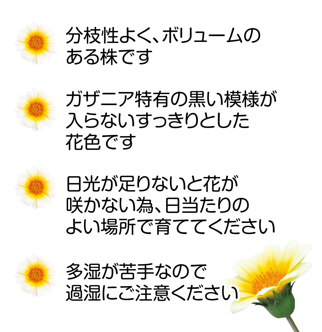ガザニア ビースト カナリアスマイル