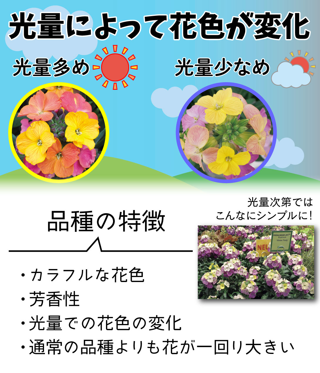 エリシマム スプリングパーティー