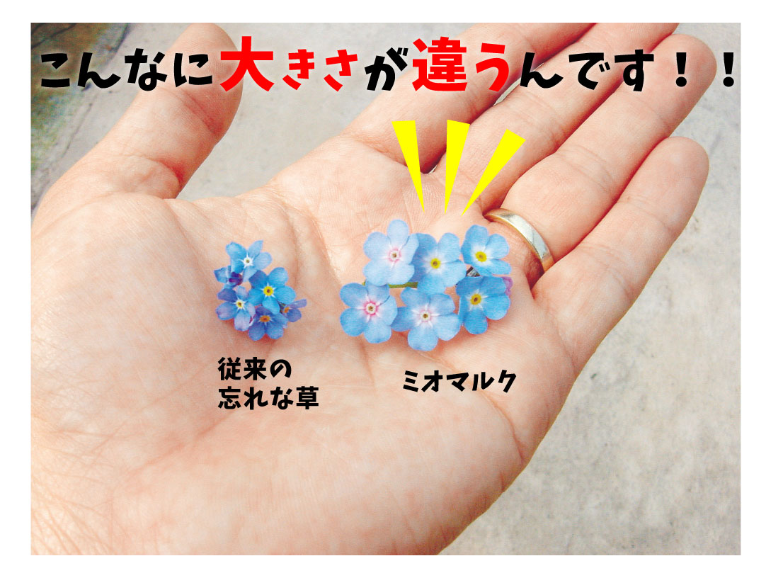 ミオソティス ミオマルク