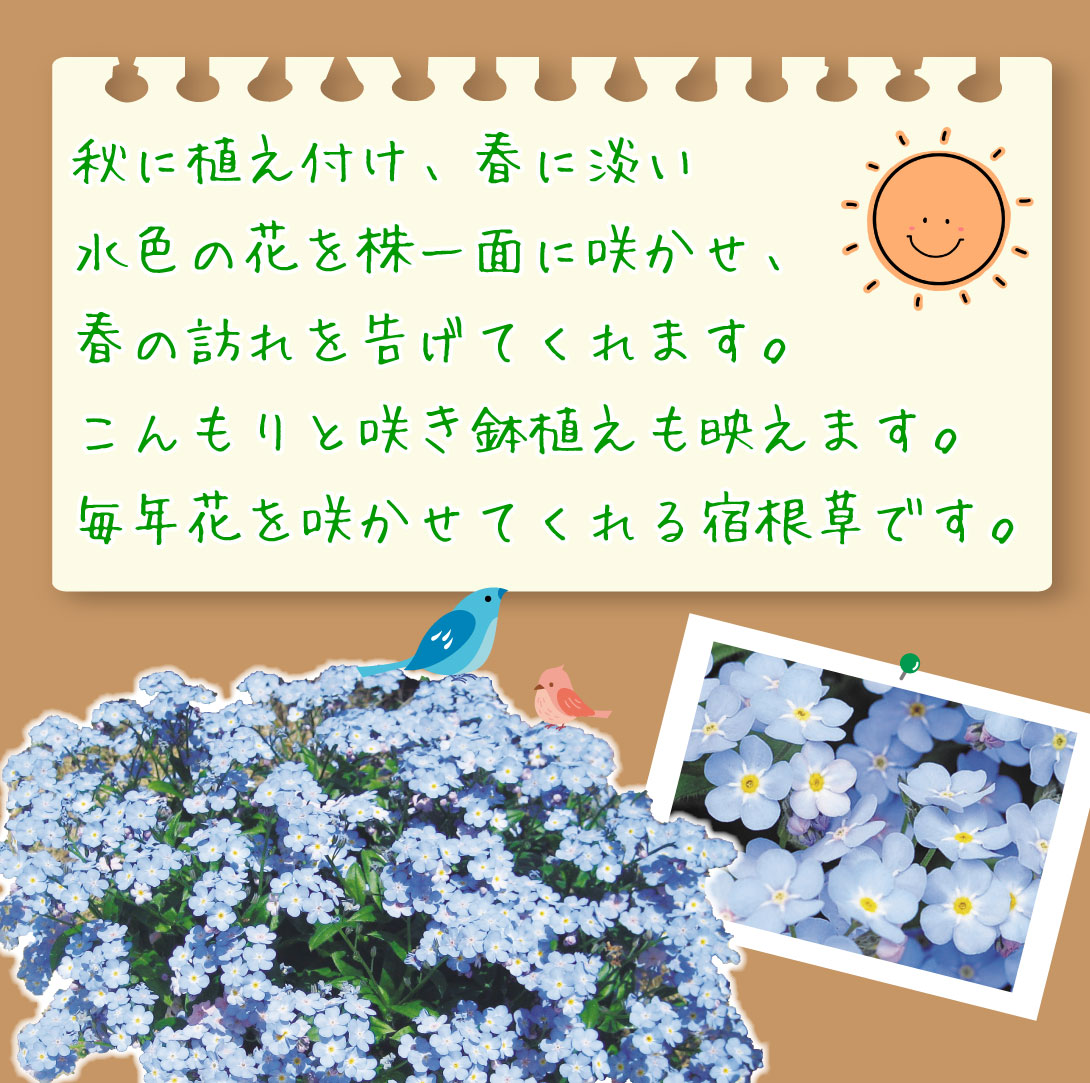ミオソティス ミオマルク