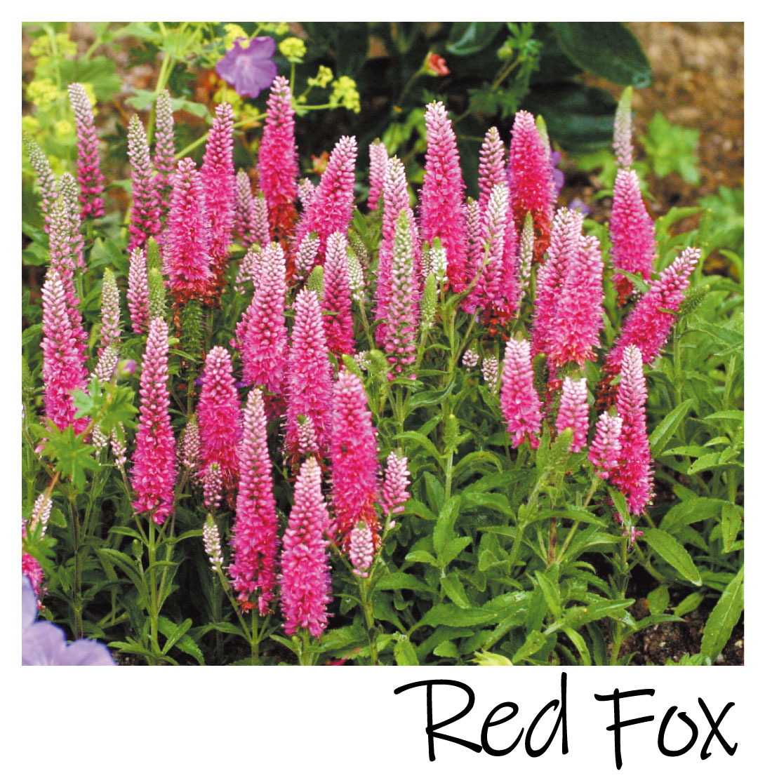 花苗 ベロニカ レッドフォックス