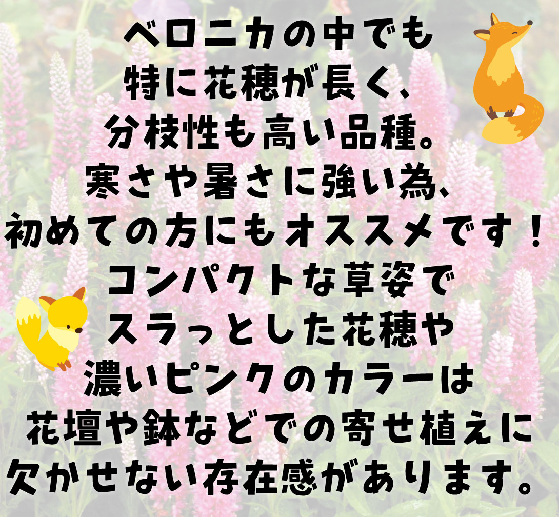 花苗 ベロニカ レッドフォックス