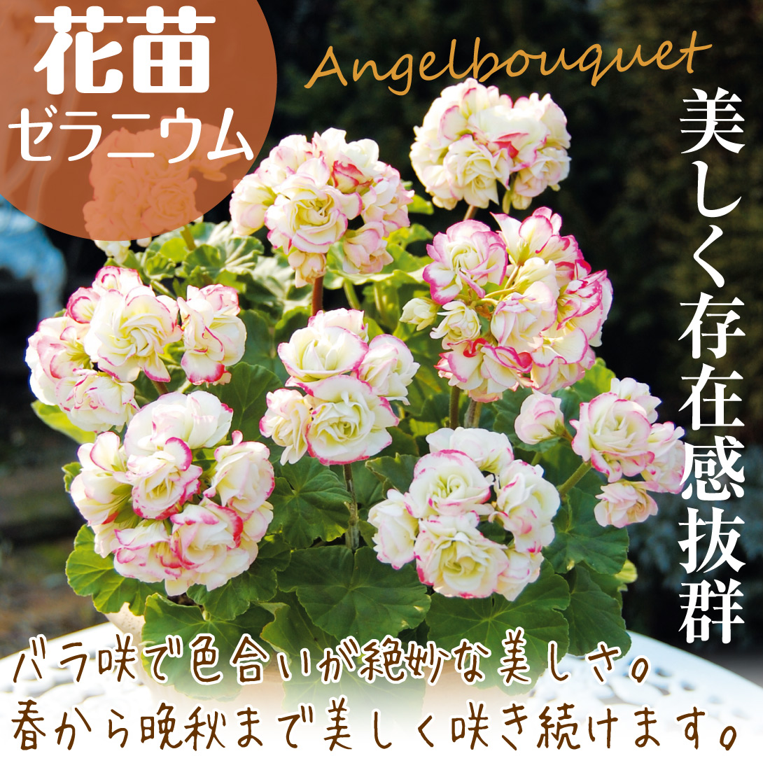 花苗 ゼラニウム エンゼルブーケ