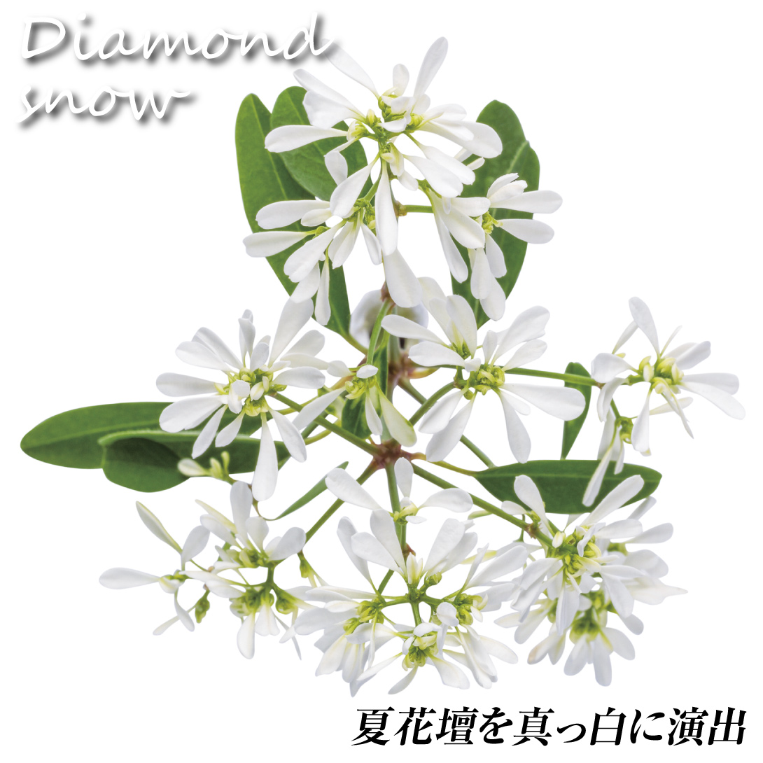 ユーフォルビア ダイアモンドスノー