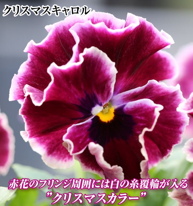 ビオラ アールヌーボ