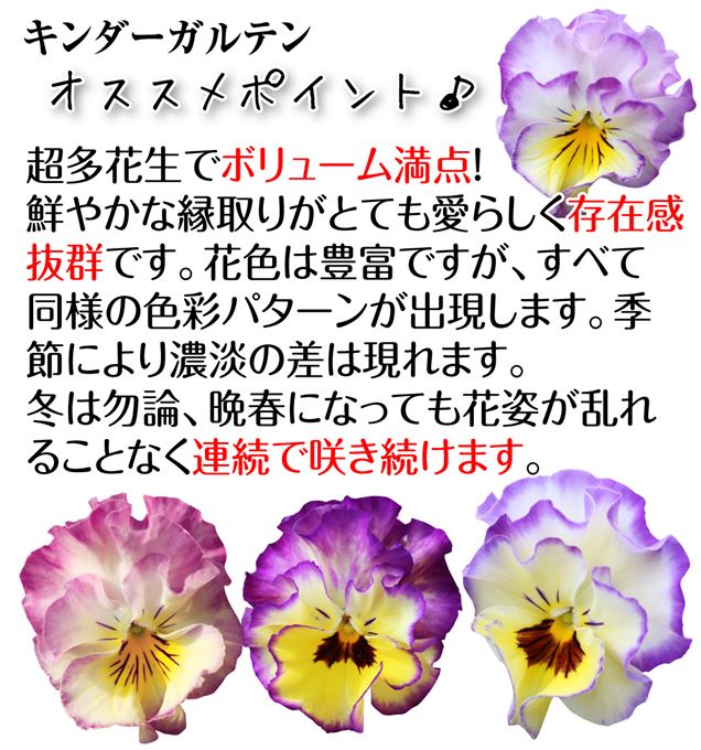 ビオラ アールヌーボ