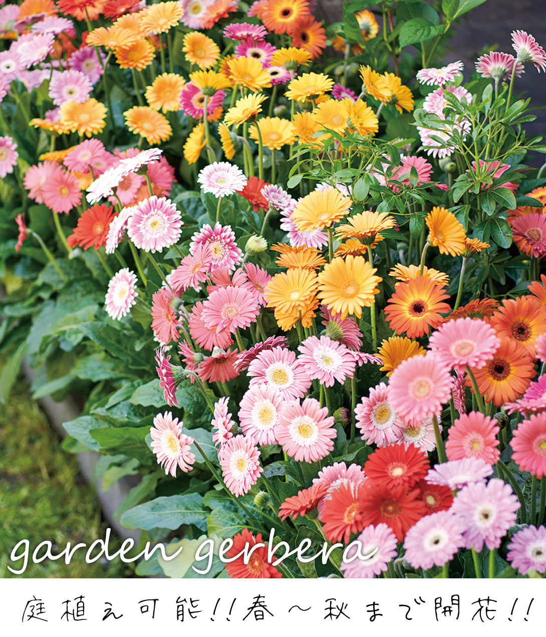 花苗 ガーデンガーベラセット