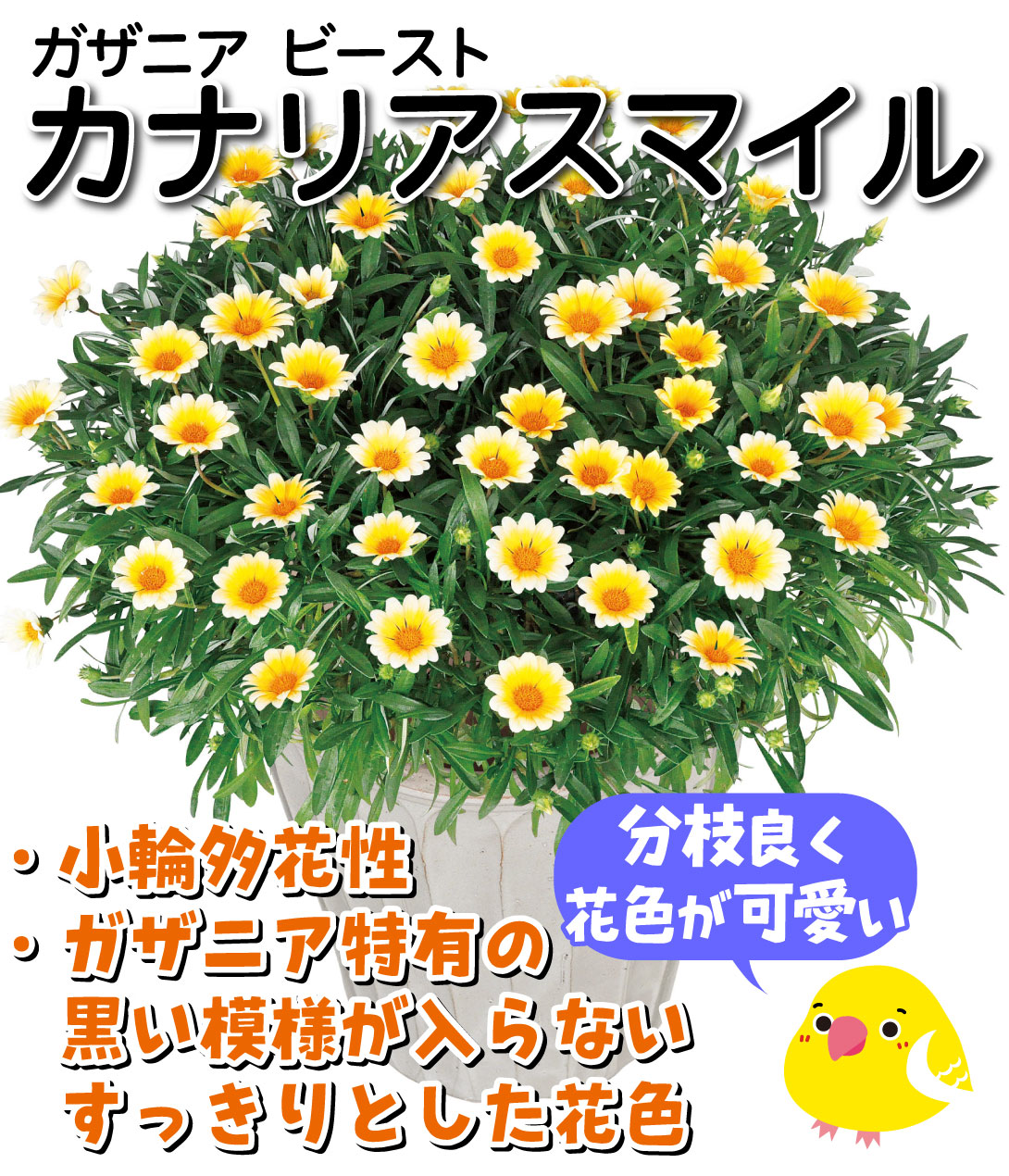 ガザニア ビースト カナリアスマイル