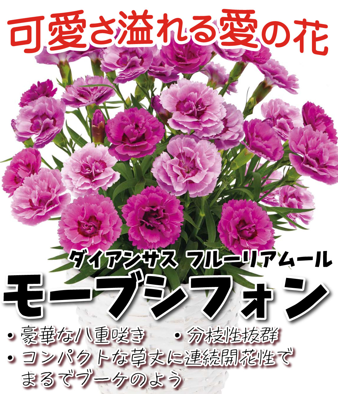 ダイアンサス フルーリアムール モーブシフォン