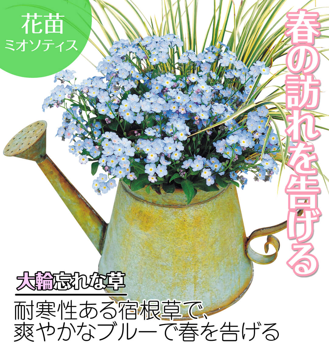 ミオソティス ミオマルク
