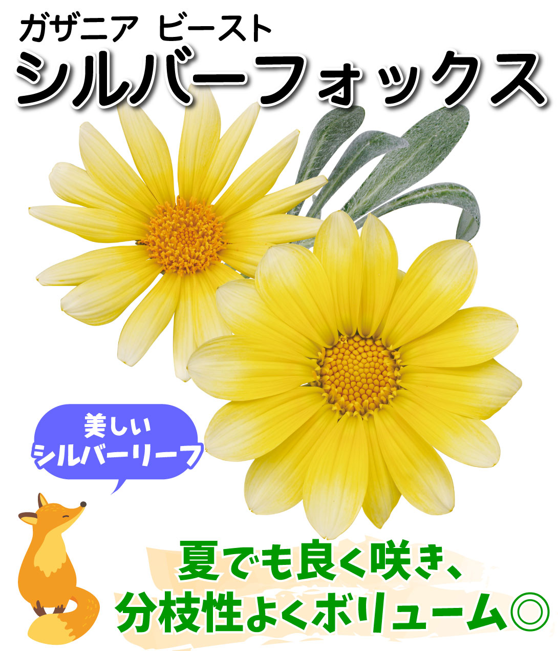 ガザニア ビースト シルバーフォックス
