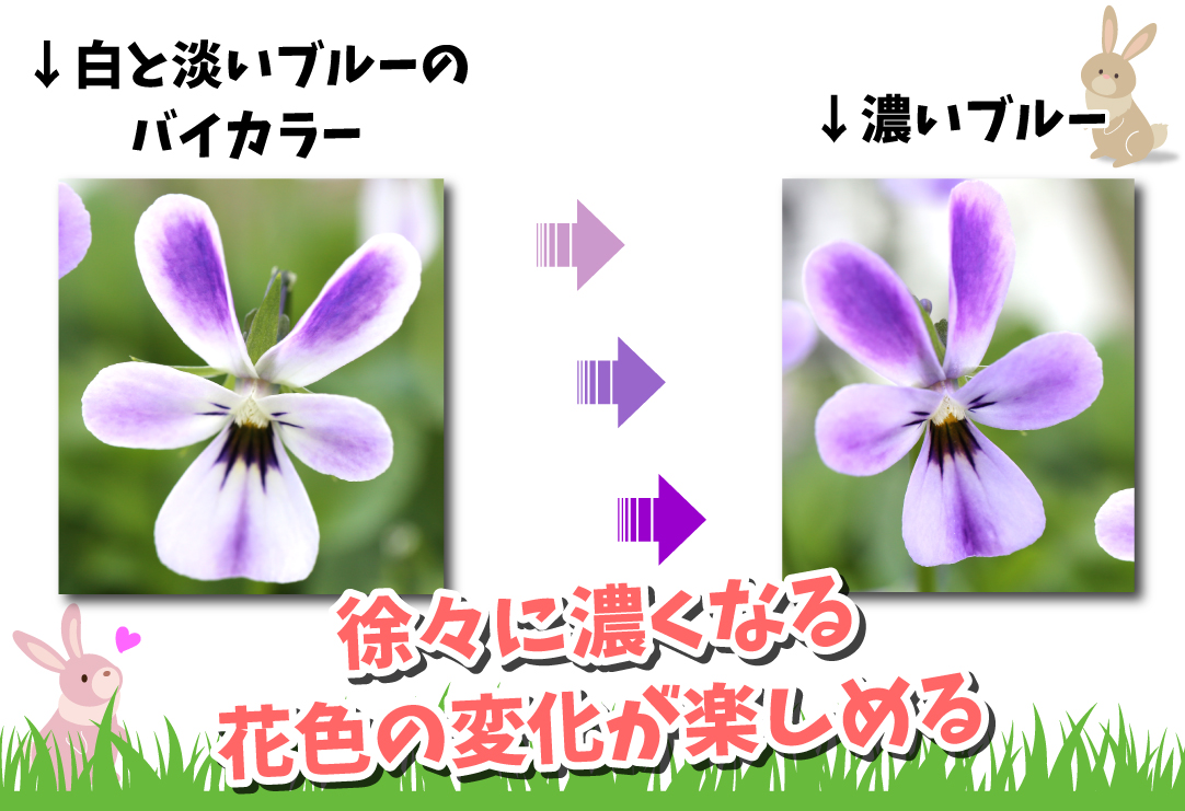 ビオラ ワンダーランド ブルードリームラビット