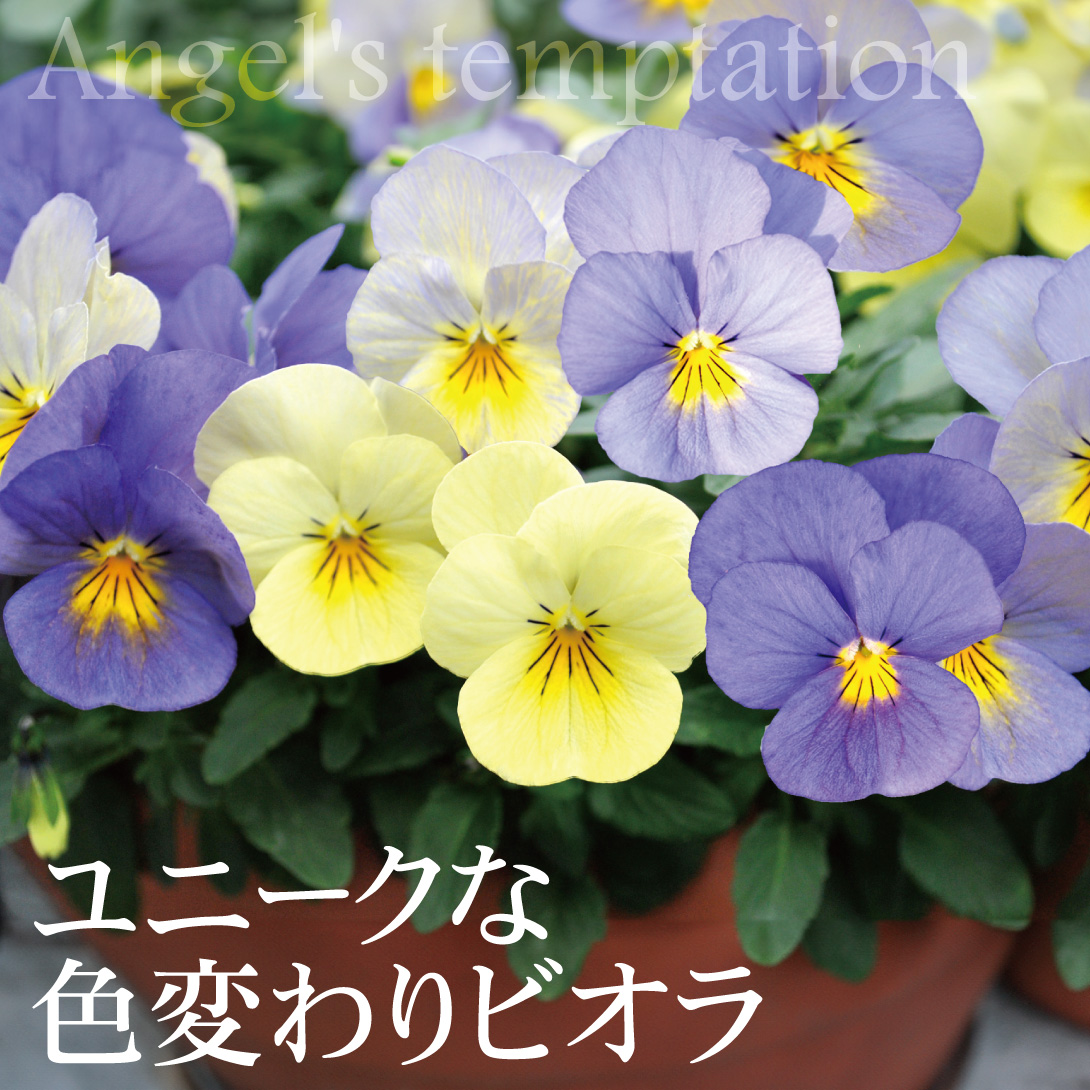 ビオラ 天使の誘惑