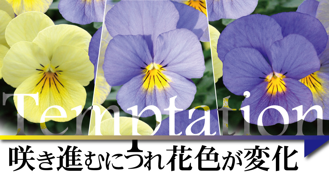 ビオラ 天使の誘惑