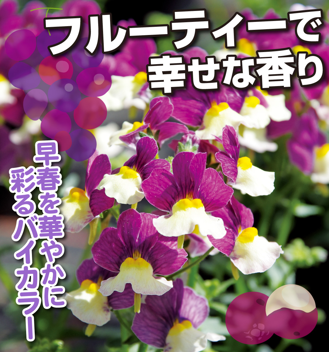 ネメシア アロマンス ライチグレープ