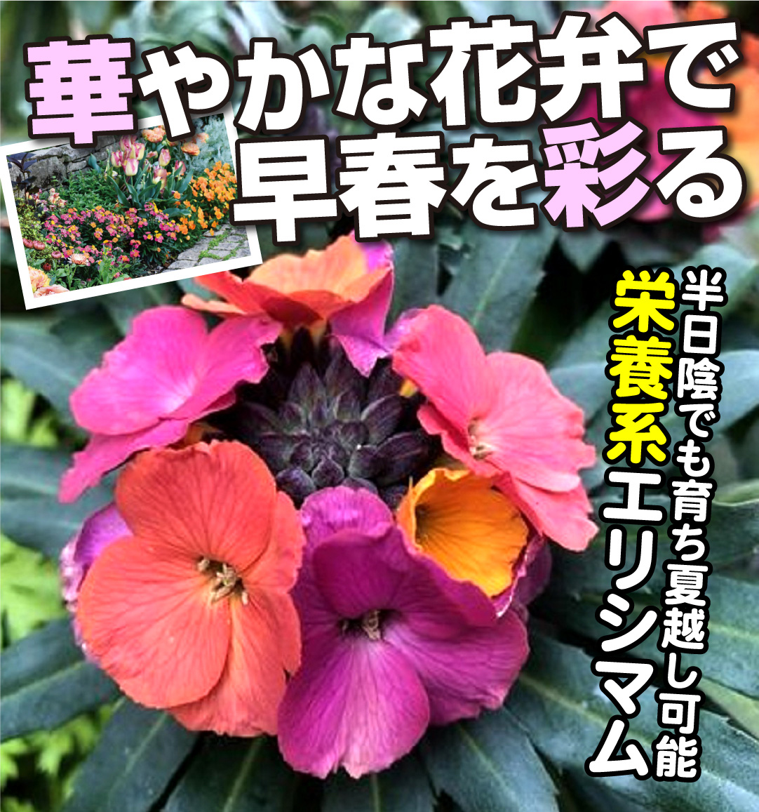 エリシマム スプリングパーティー