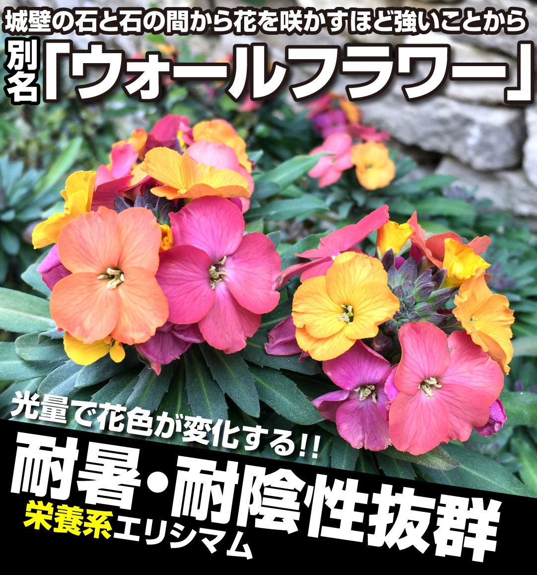 エリシマム スプリングパーティー