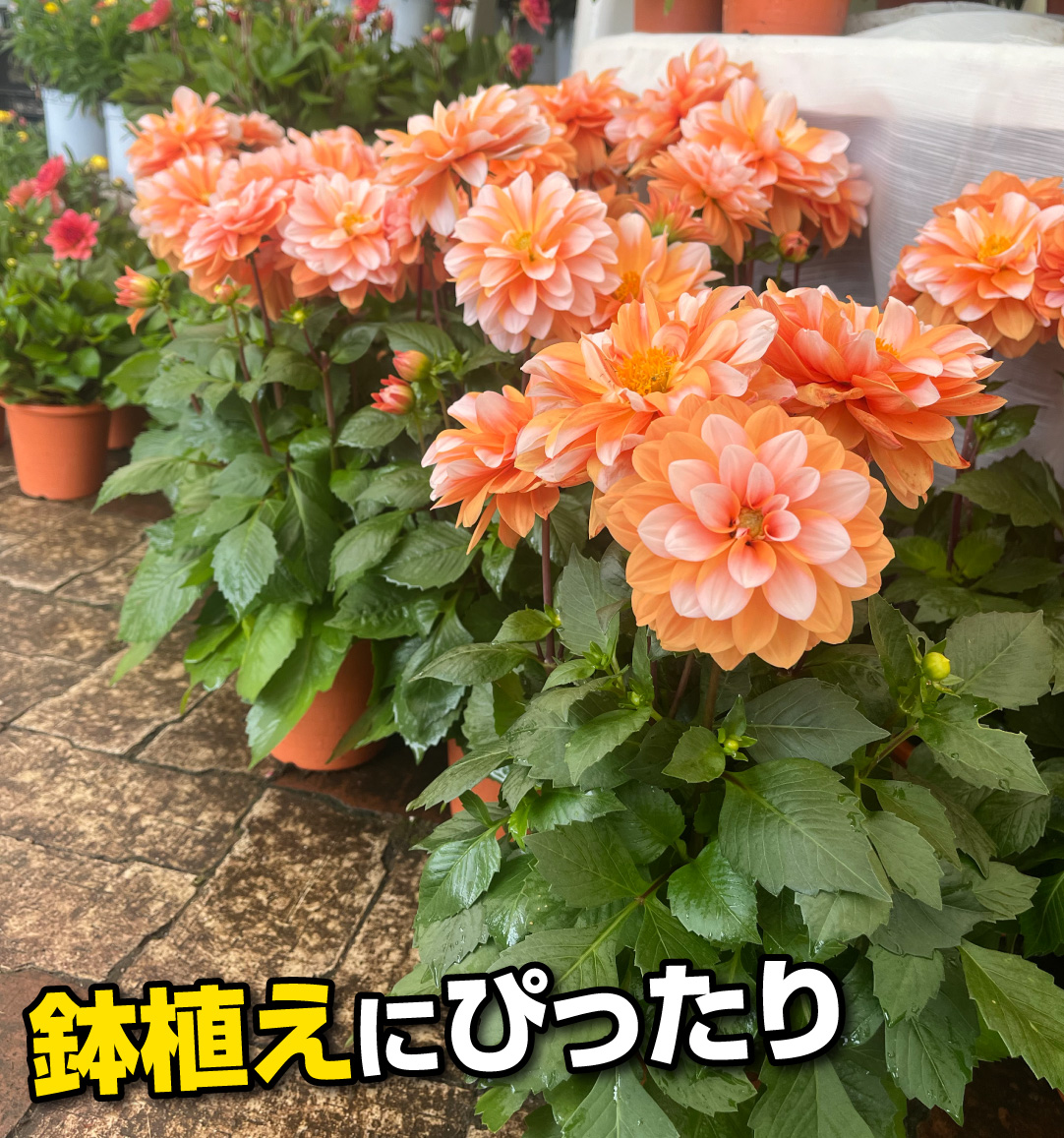 花苗 ダリア ラベラ グランデ キャラメル