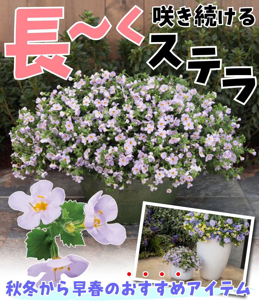 ステラ グレイシアブルー