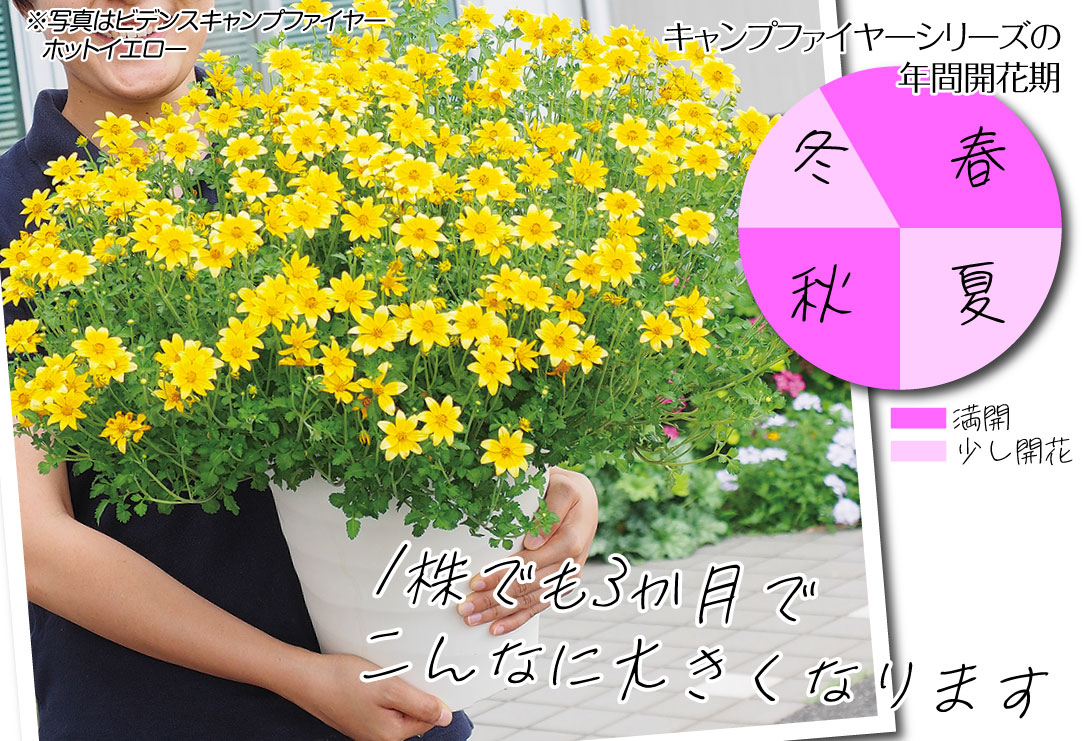 花苗 ビデンス キャンプファイヤー レモンシロップ