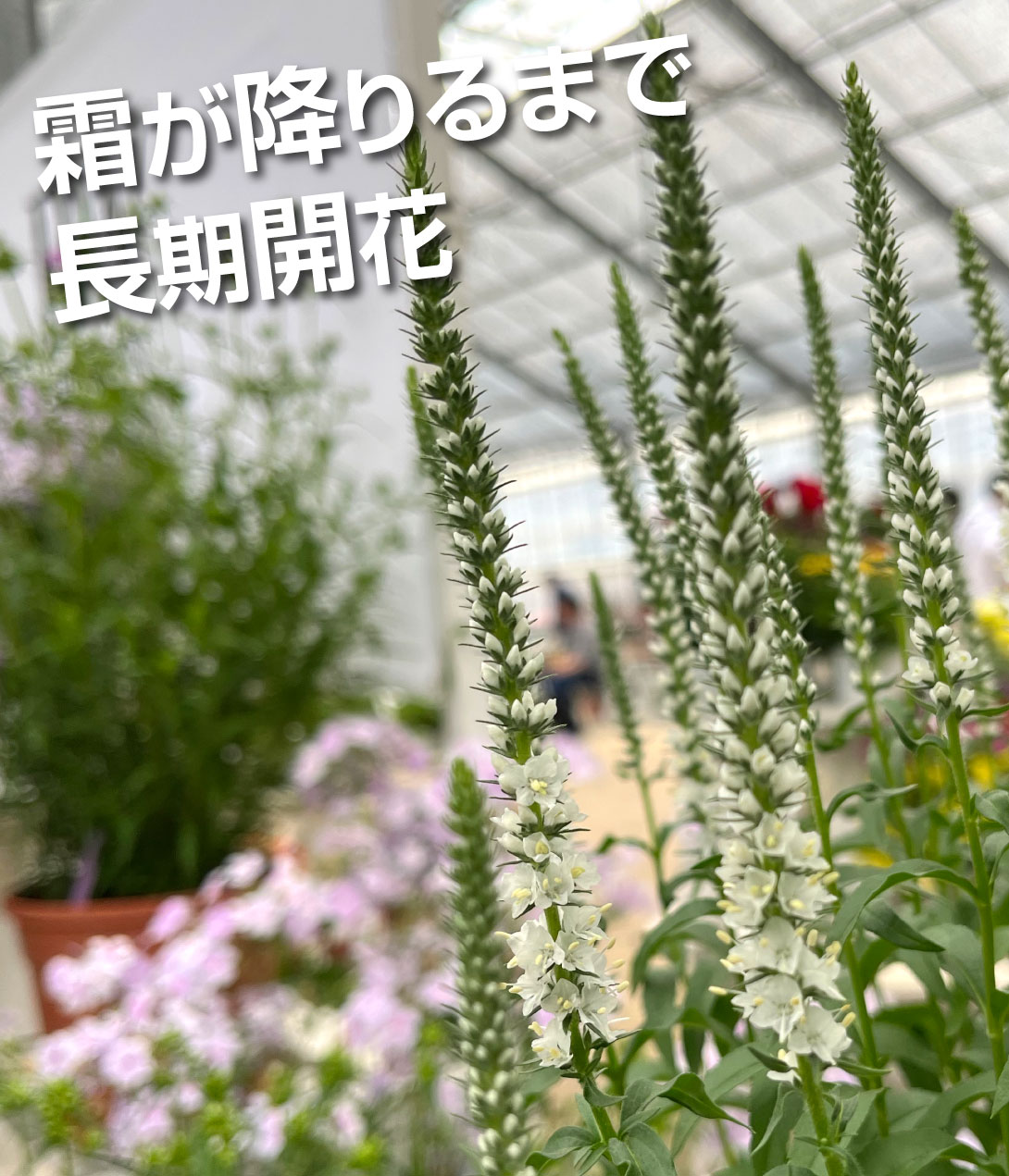 花苗 ベロニカ ウェザーディング ホワイトワンズ