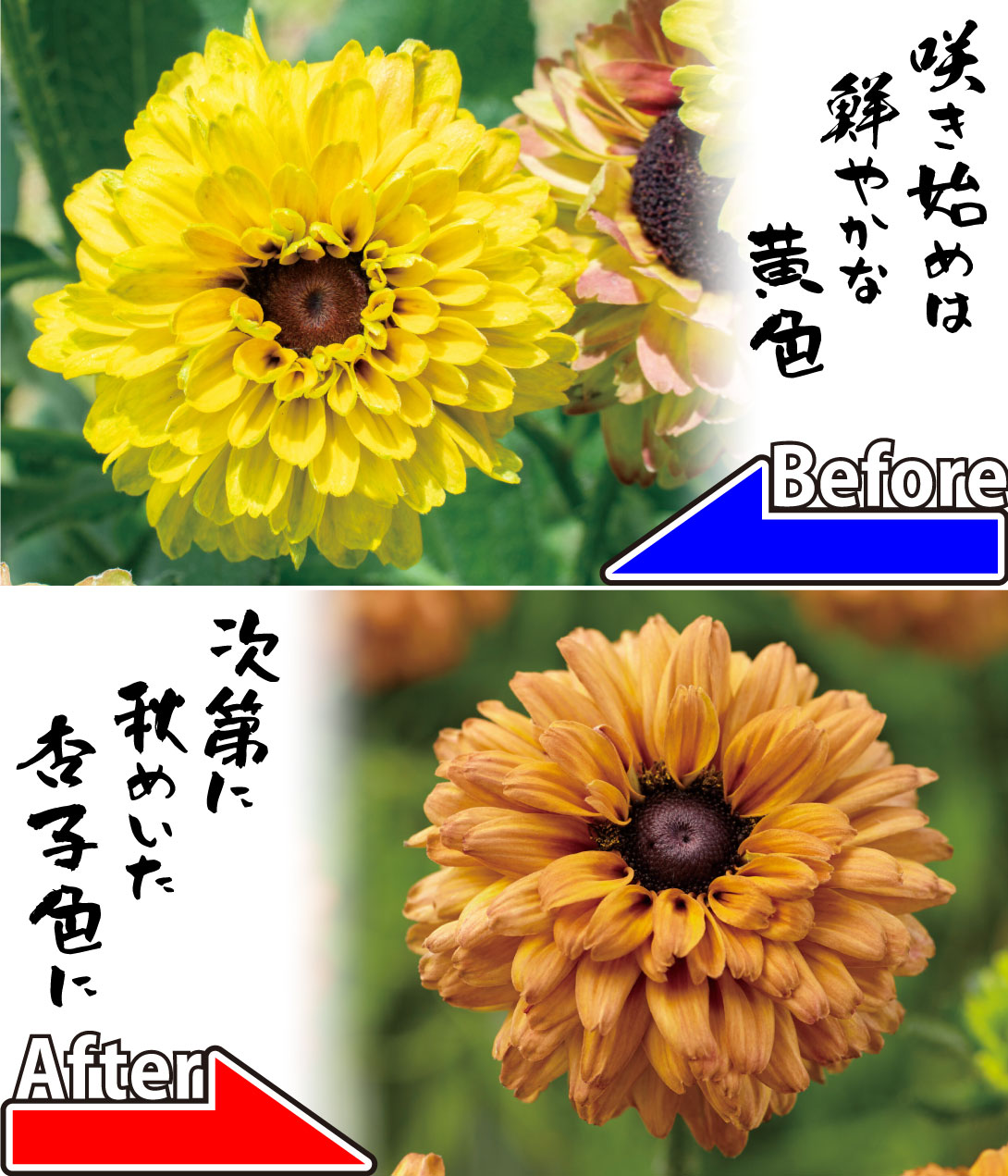 ルドベキア アーバンサファリ サバンナサンセット