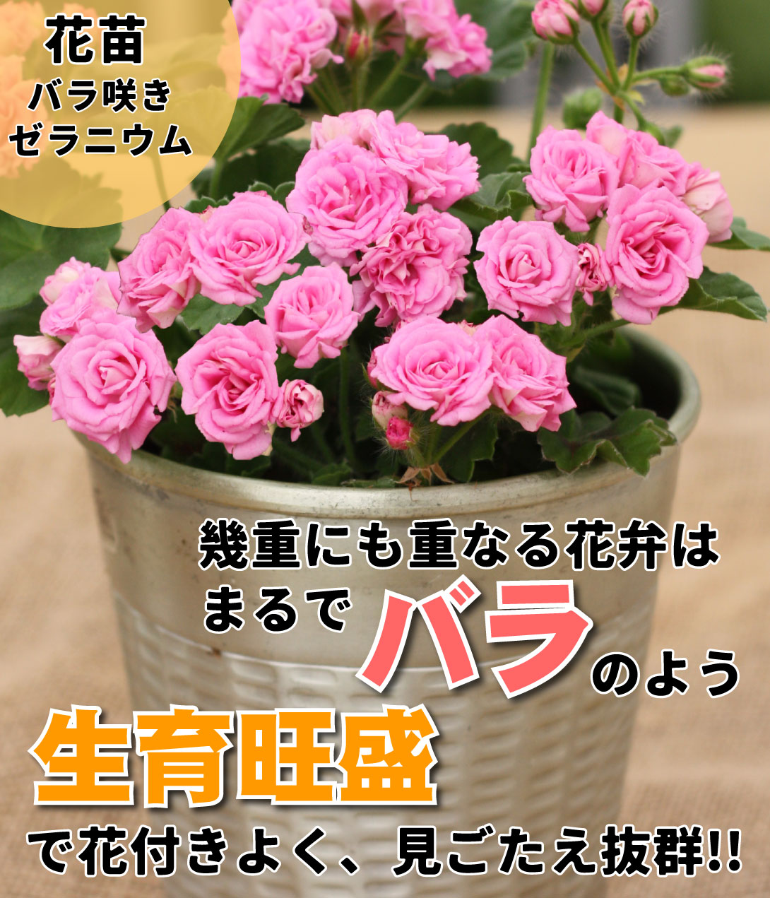 花苗 ゼラニウム ディープミルフィールドローズ