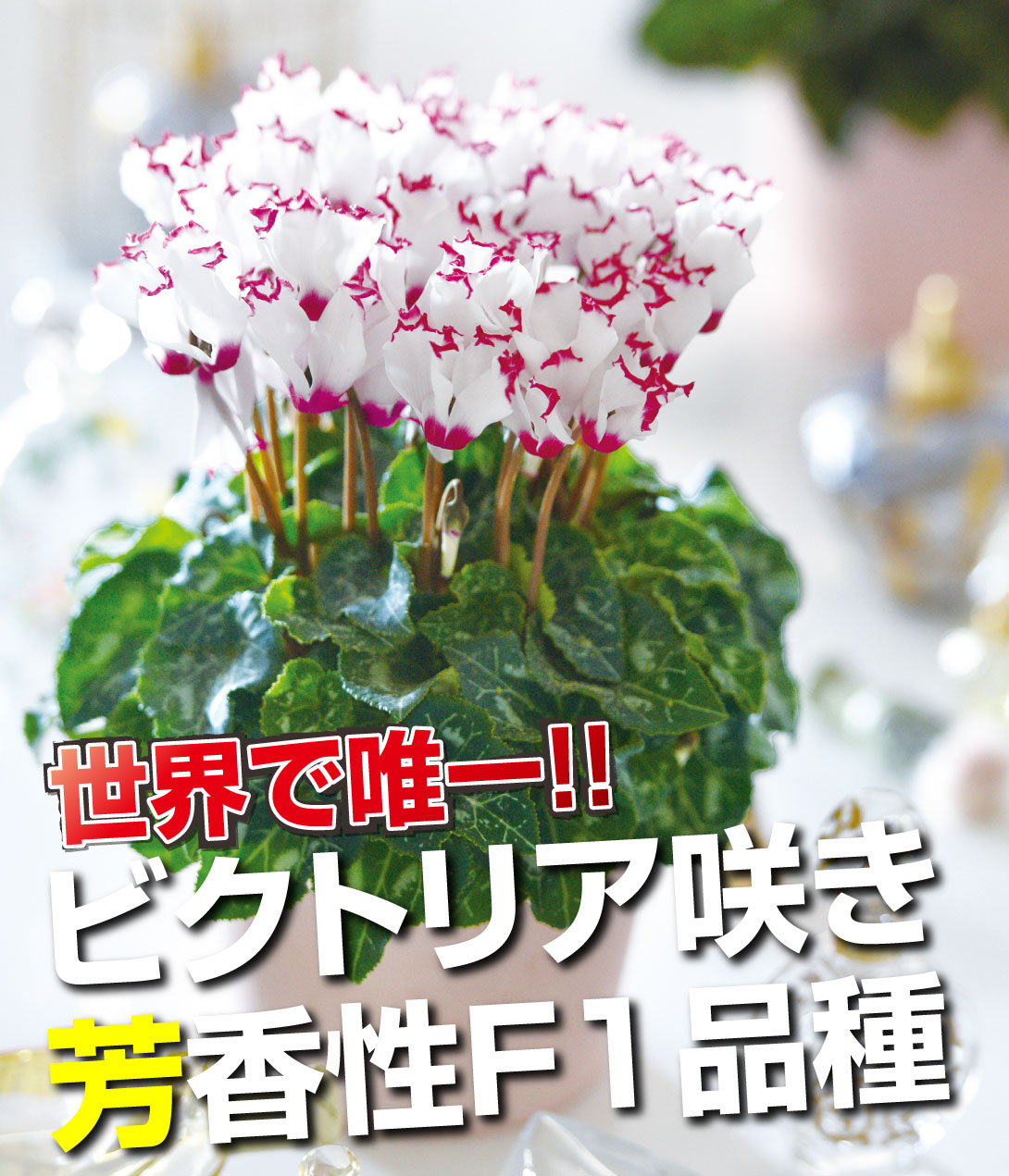 花苗 シクラメン アブソリュ ドゥ モレル