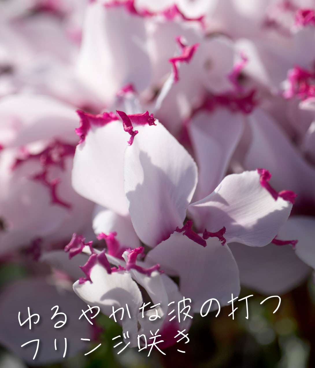 花苗 シクラメン アブソリュ ドゥ モレル