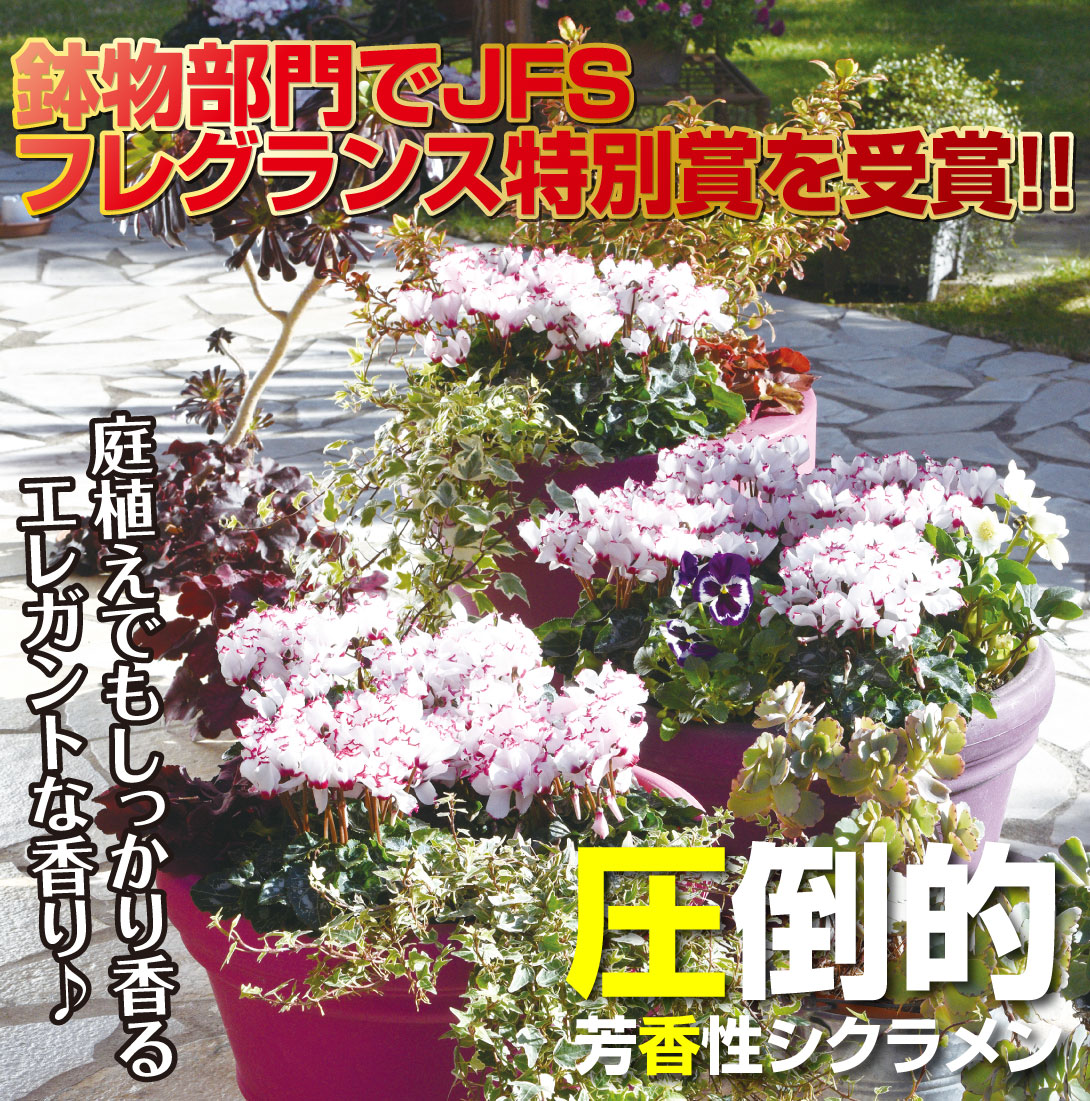 花苗 シクラメン アブソリュ ドゥ モレル