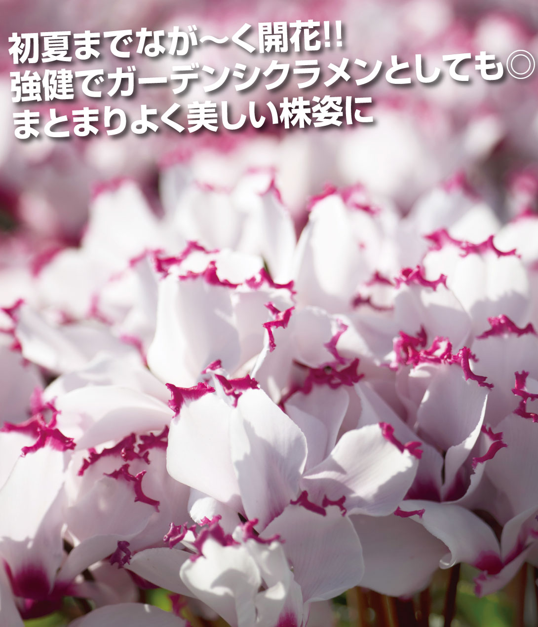 花苗 シクラメン アブソリュ ドゥ モレル